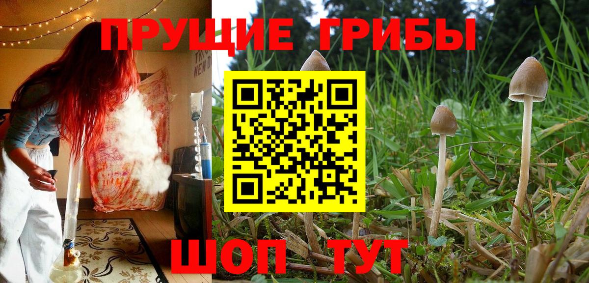 Шумерля  Псилоцибиновые грибы ЛСД  Вход с VPN  даркнет сайт  Галлюциногенные грибы мицелий 